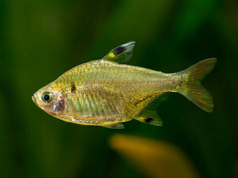 Imagem do Tetra Pristella